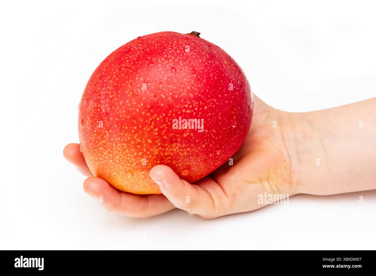 Peruvian Kent mango isolated on a white studio background. Stock Photo