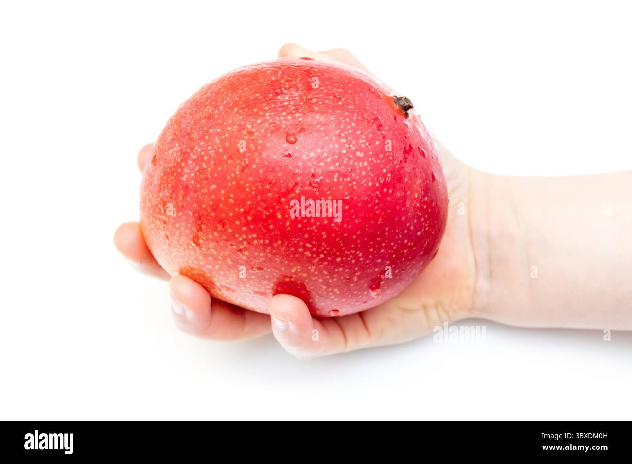 Peruvian Kent mango isolated on a white studio background. Stock Photo