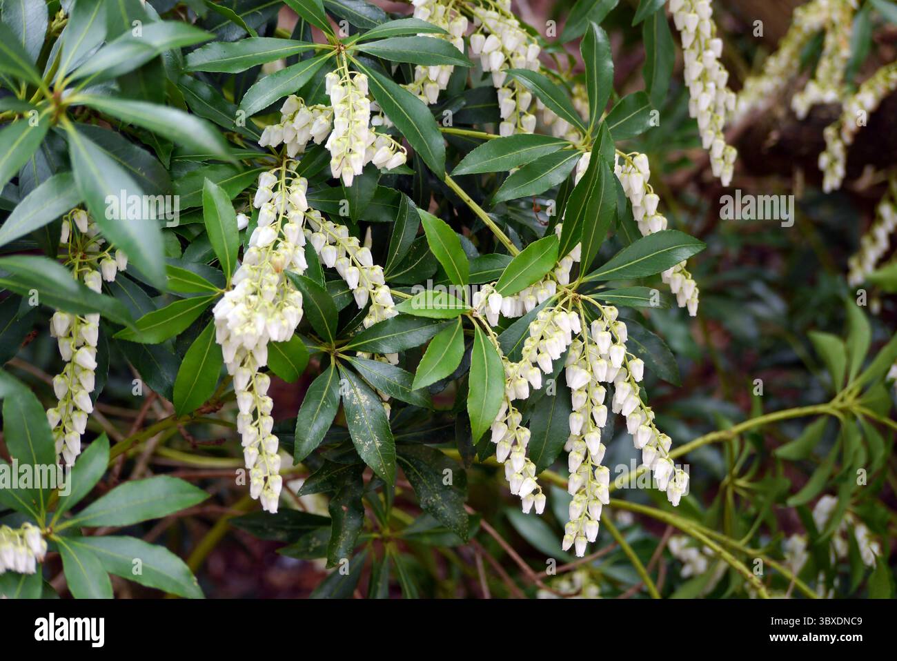Small White Bell shaped Pieris Forest Flame Flowers On Display In The small-white-bell-shaped-pieris-forest-flame-flowers-on-display-in-the