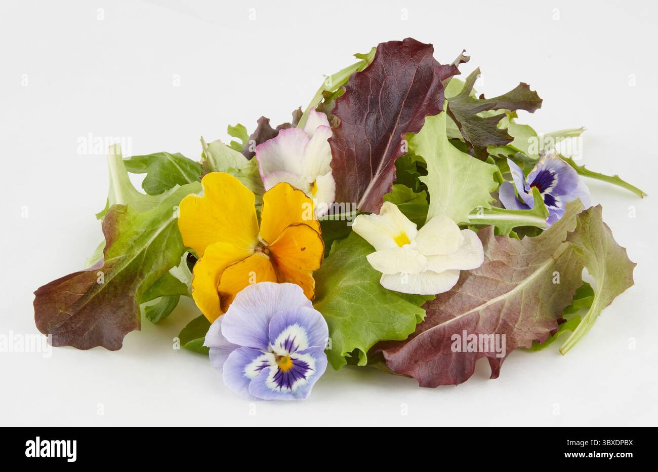 Lettuce, fresh salad isolated nature background with clipping path Stock Photo