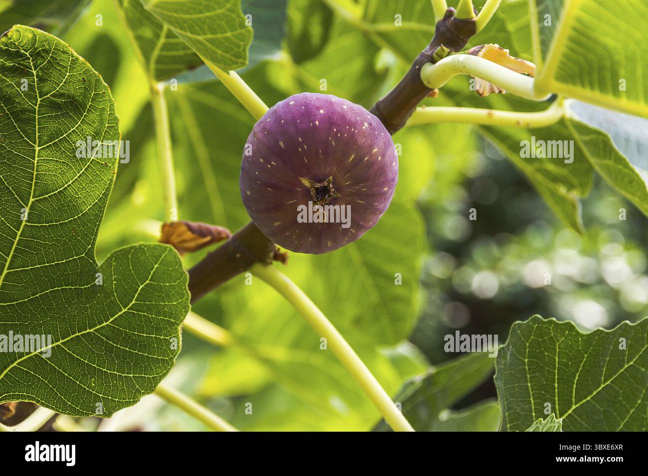 Fig Tree Ripeness Section fig tree hi-res stock photography and images - Alamy