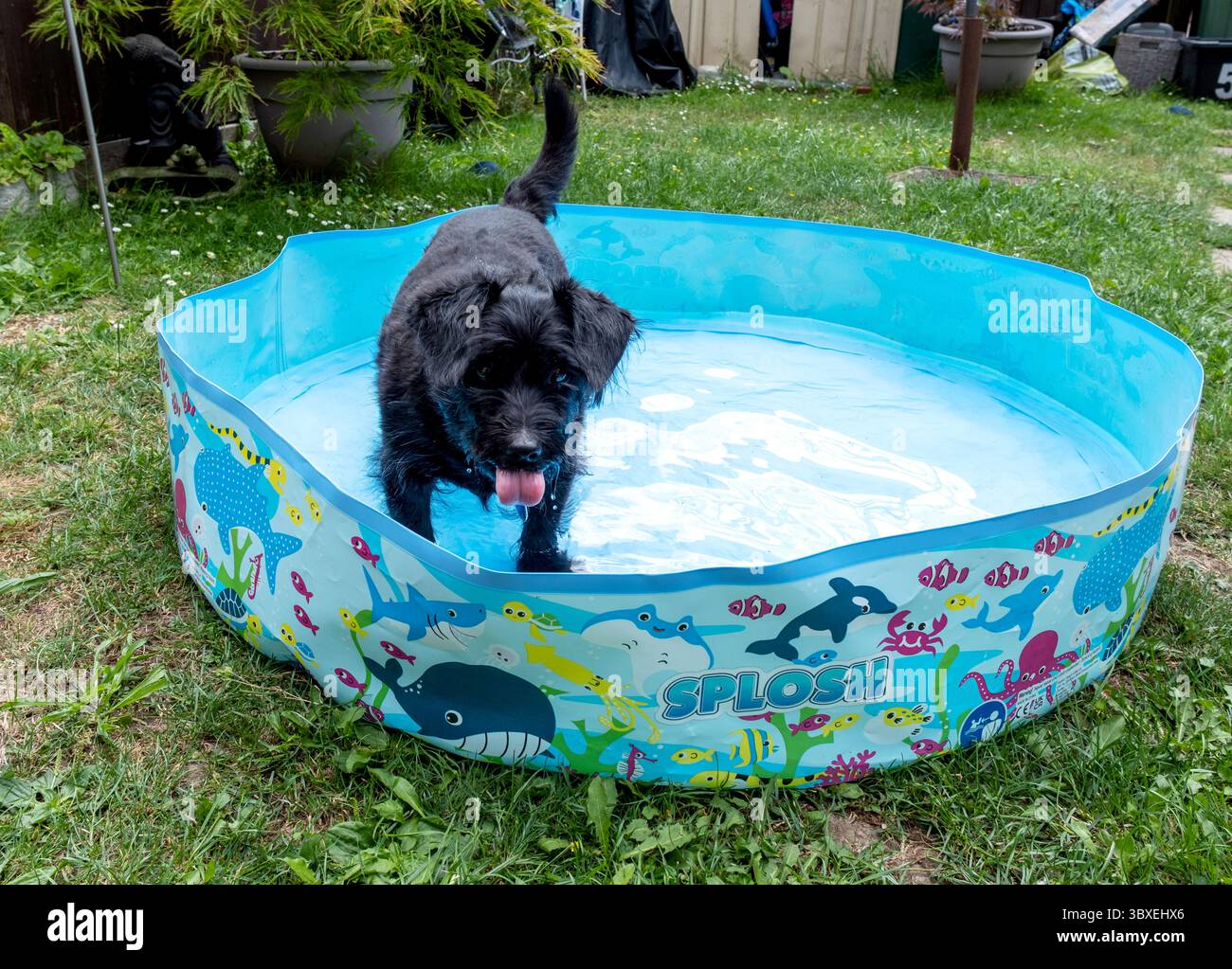Black labradoodle cools off in a paddling pool Stock Photo