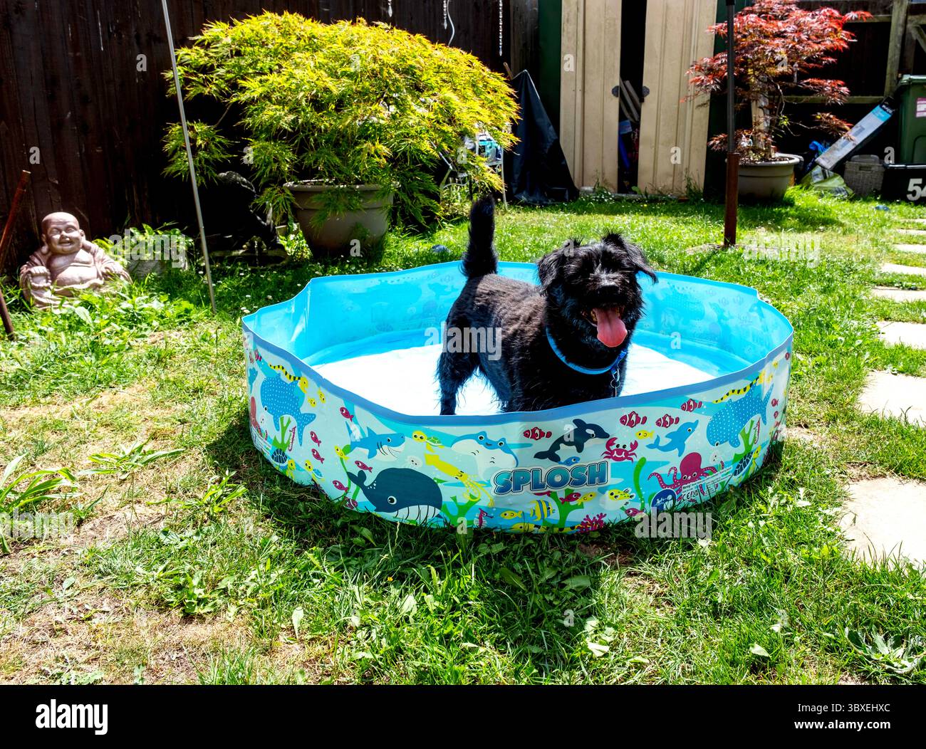 Black labradoodle cools off in a paddling pool Stock Photo
