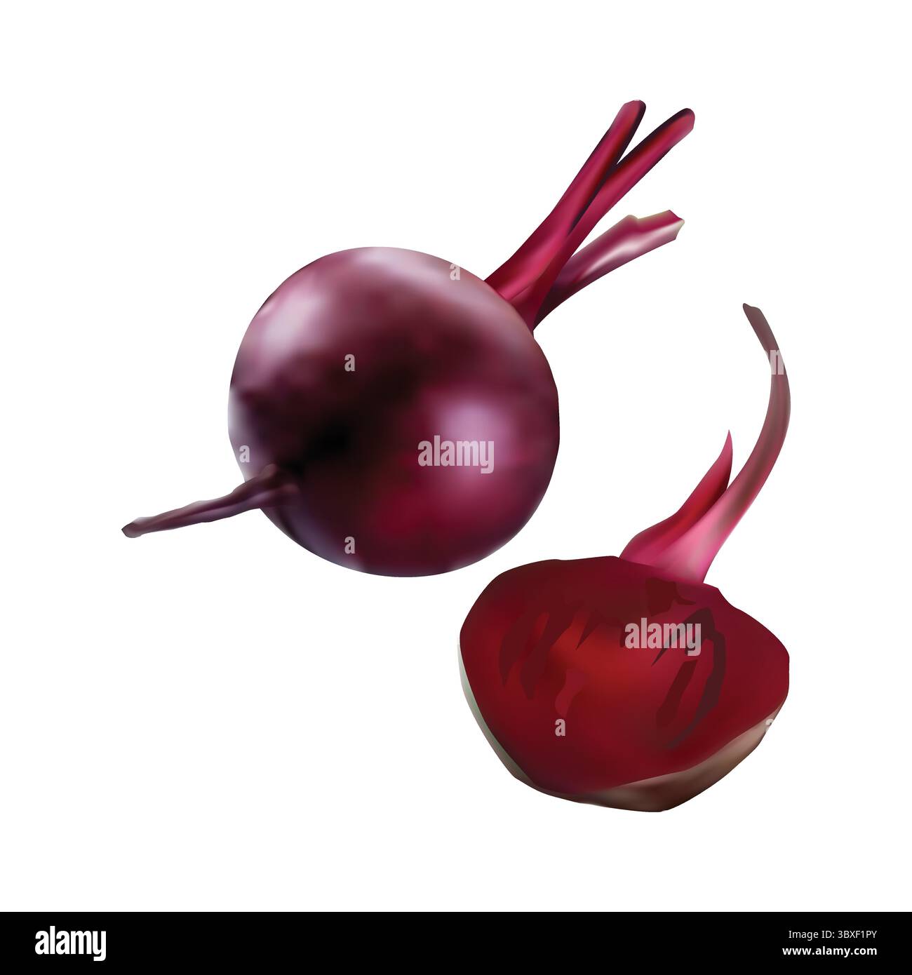 beetroot illustration on white background vol 01 Stock Vector