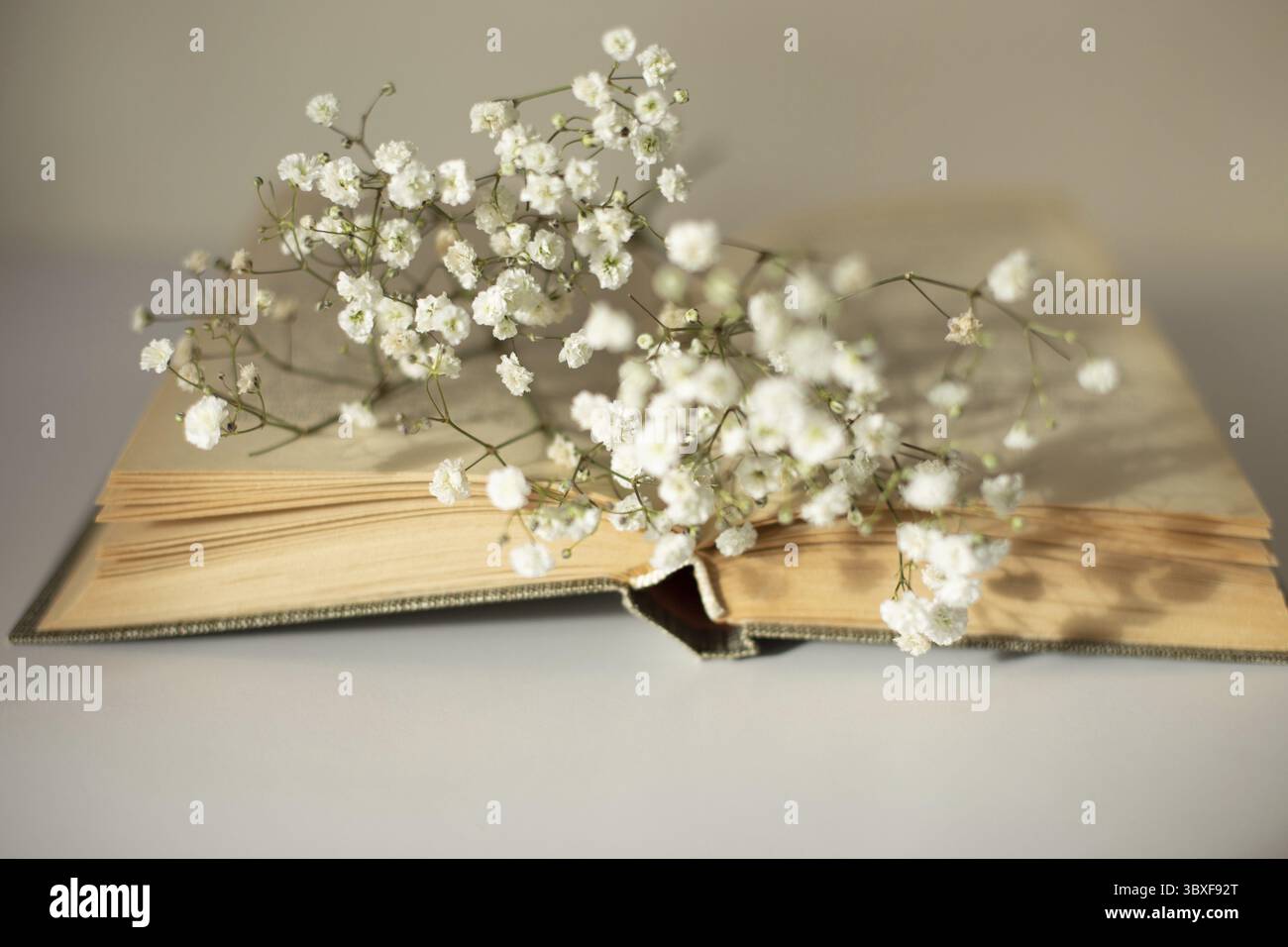 Opened old book with white gypsophila flowers on table close-up. Selective focus. Copy space Stock Photo