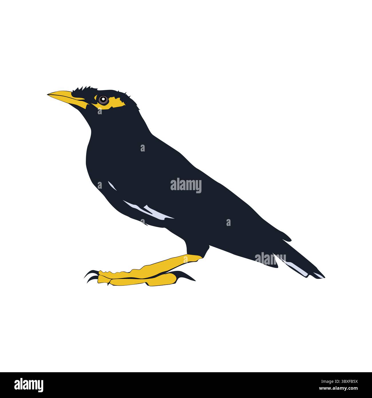 Bully bird illustration vector based on white background vol 07 Stock Vector