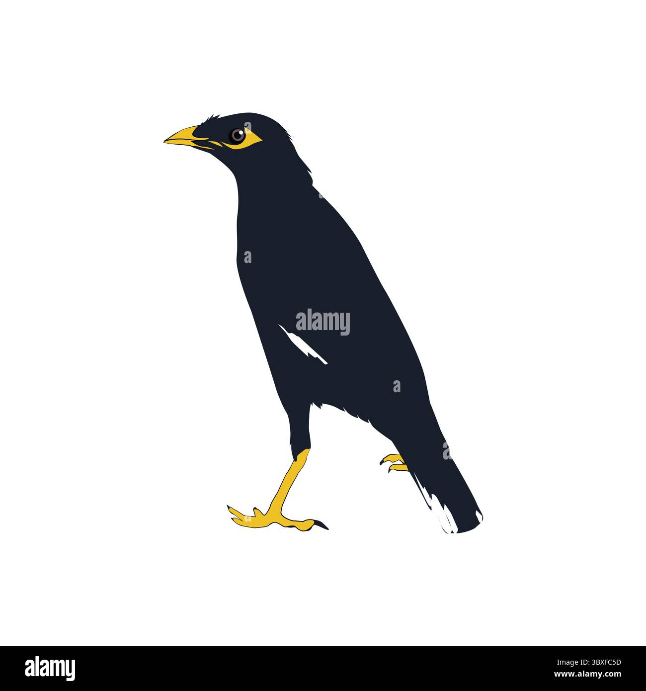 Bully bird illustration vector based on white background vol 08 Stock Vector