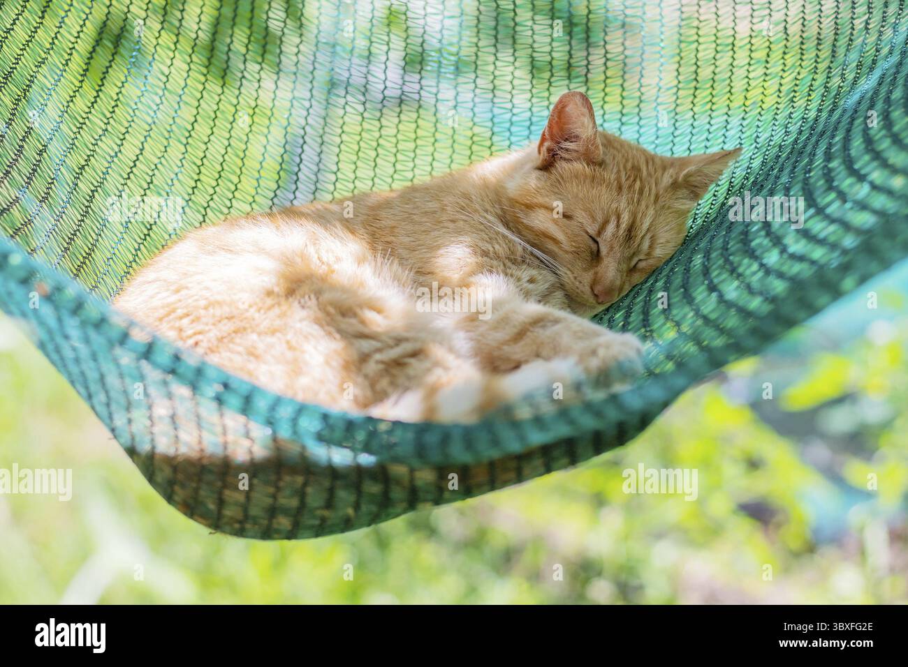 Rote katze liegt und schlaeft in einer haengematte im garten an einem sonnigen sommertag Stock Photo