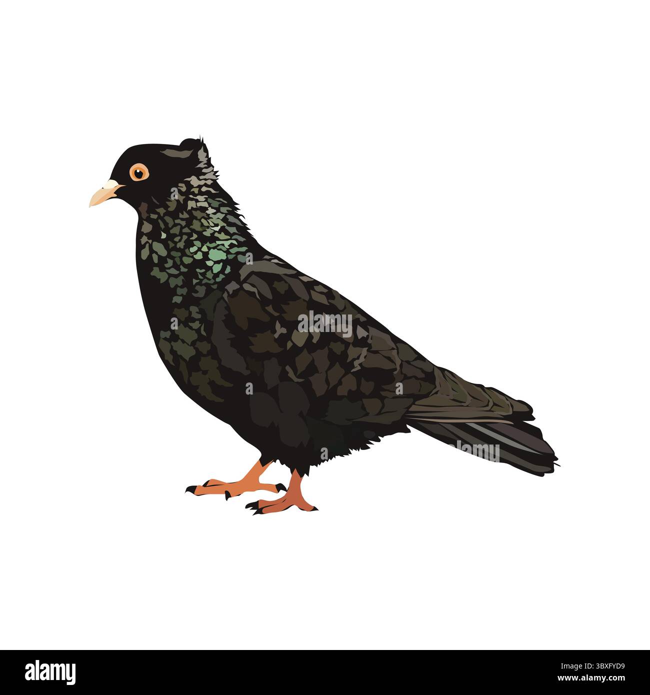 Pigeon birds illustration on white background Stock Vector