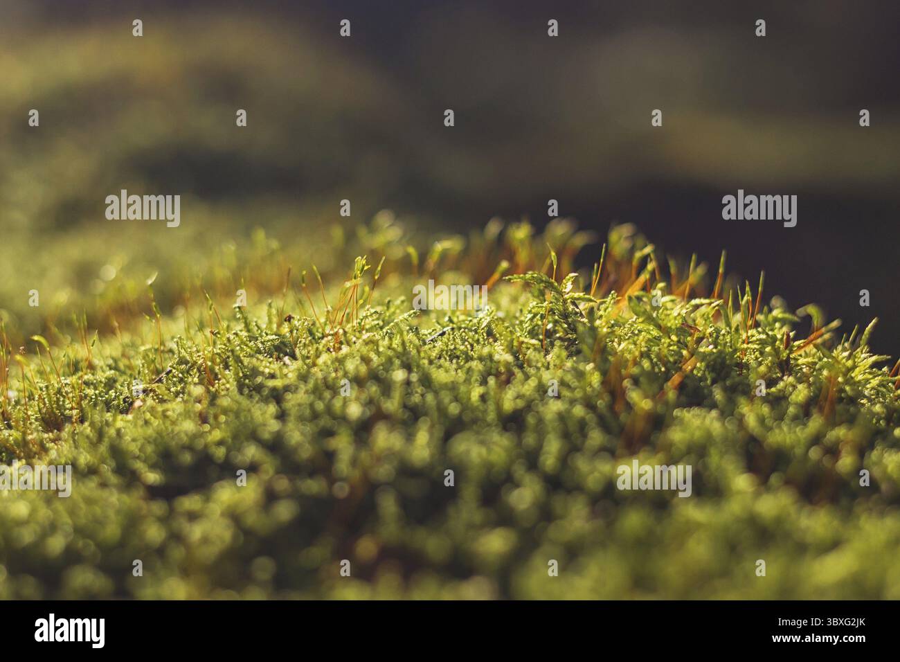 Moss - close up view of green moss - illuminated by the sunlight ...