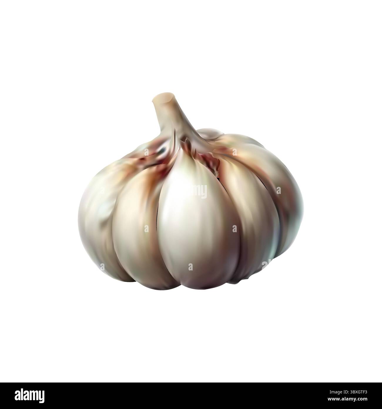 Garlic illustration vector drawing on white background Vol 02 Stock Vector