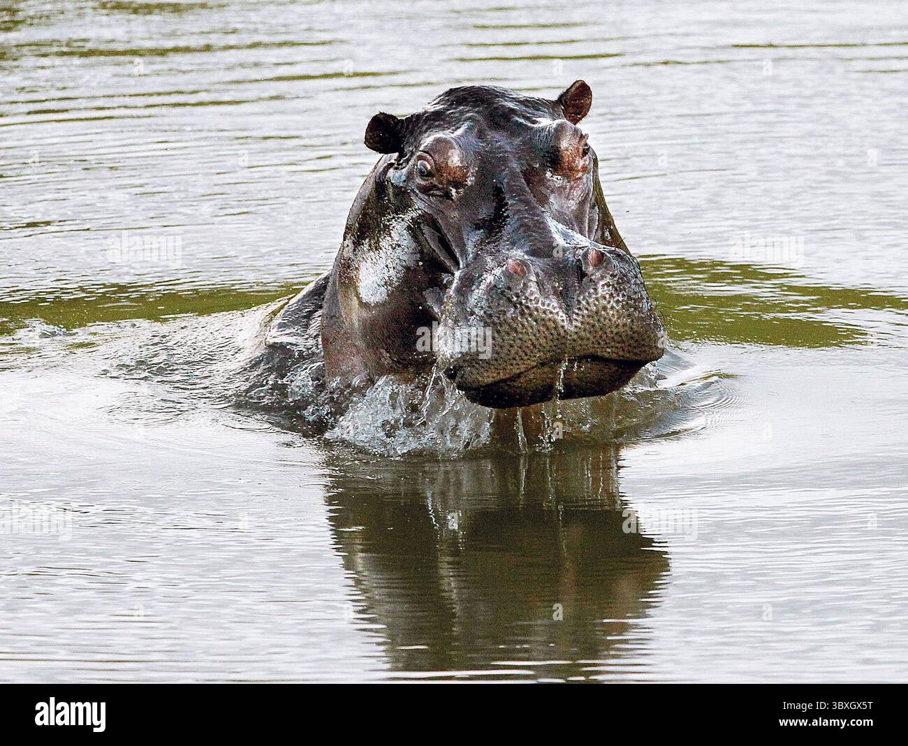 De estos animales hi-res stock photography and images - Alamy