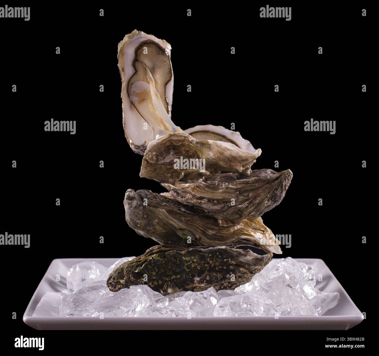 Four oyster shell on ice as balance stack, black background Stock Photo