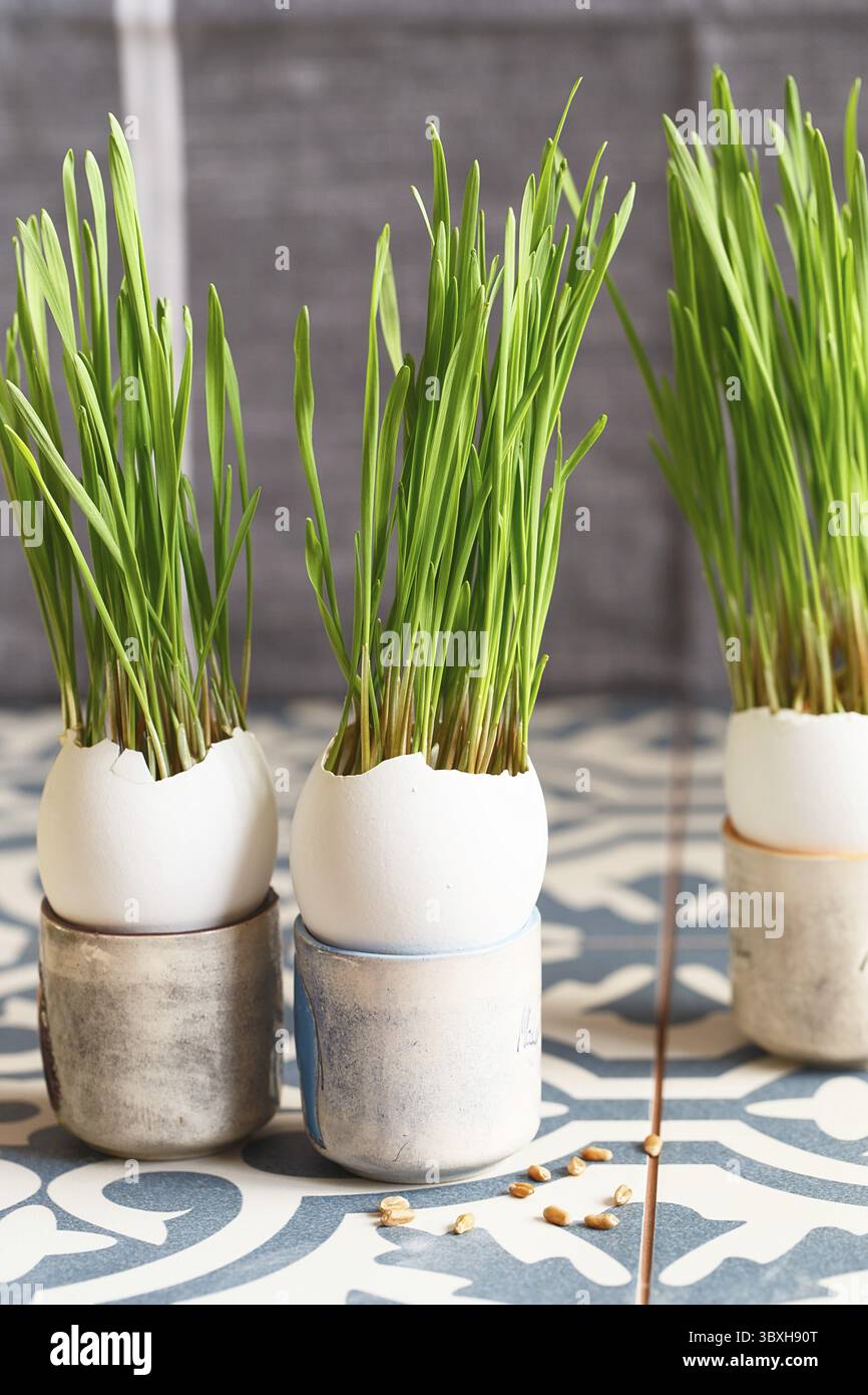 Green wheat sprouts in egg shells in a cardboard tray. Easter decorations. Easter egg. Spring composition. Natural Easter eggs with wheat grass. Styli Stock Photo