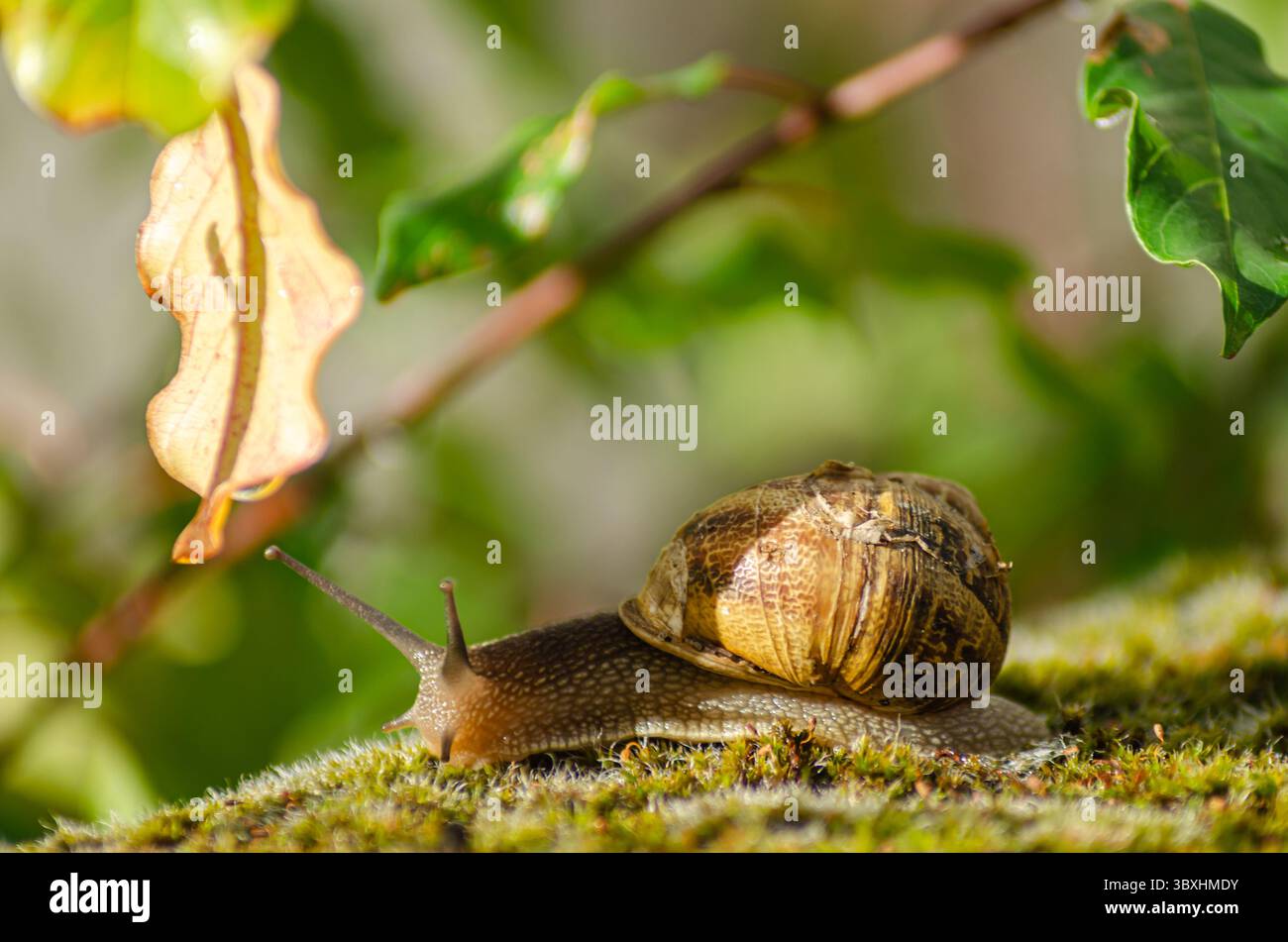 A Garden Snail with a Shell Crawling on Moss Stock Photo