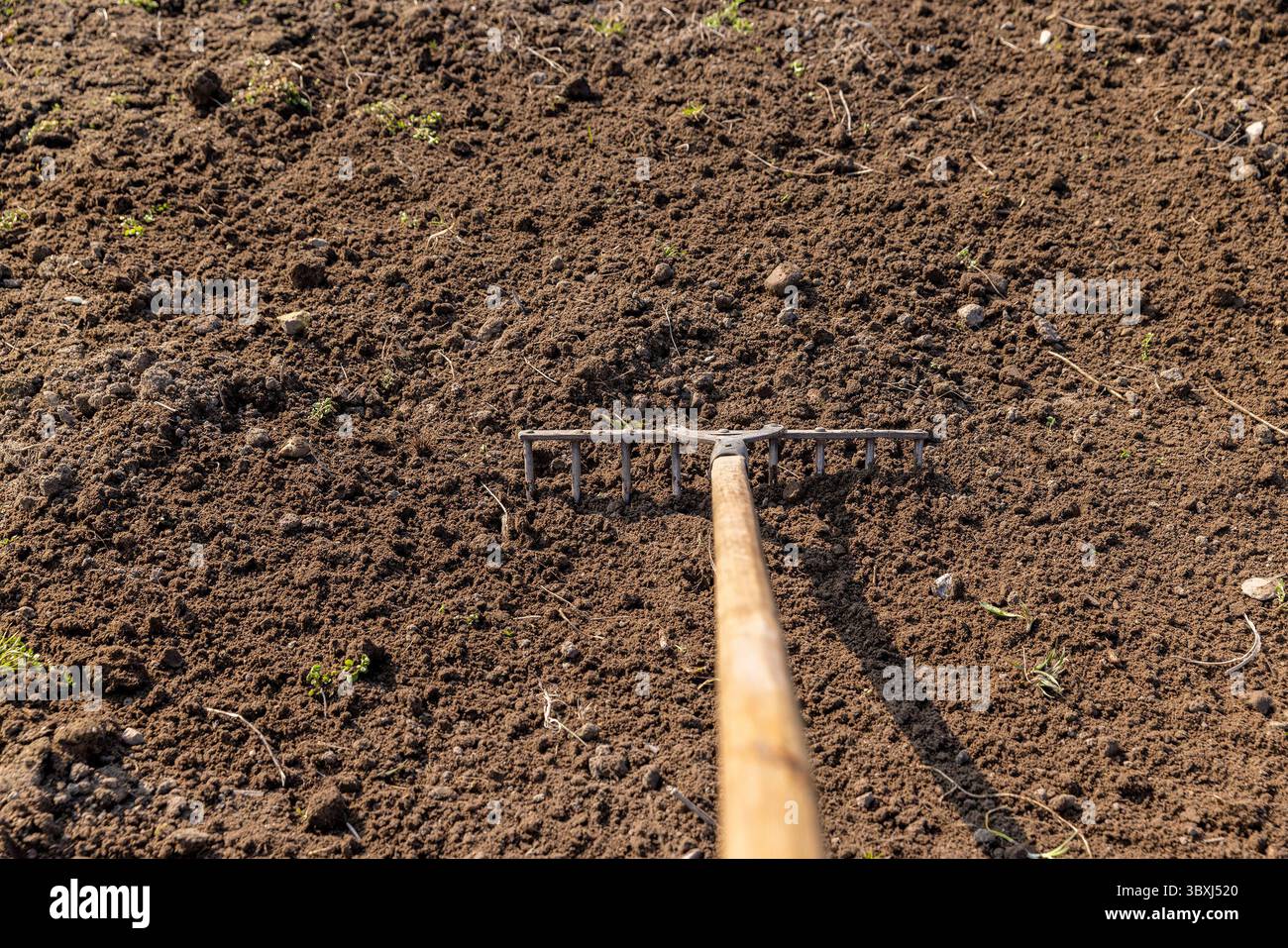 Old garden tools rake during tillage in the field, old iron rake with ...