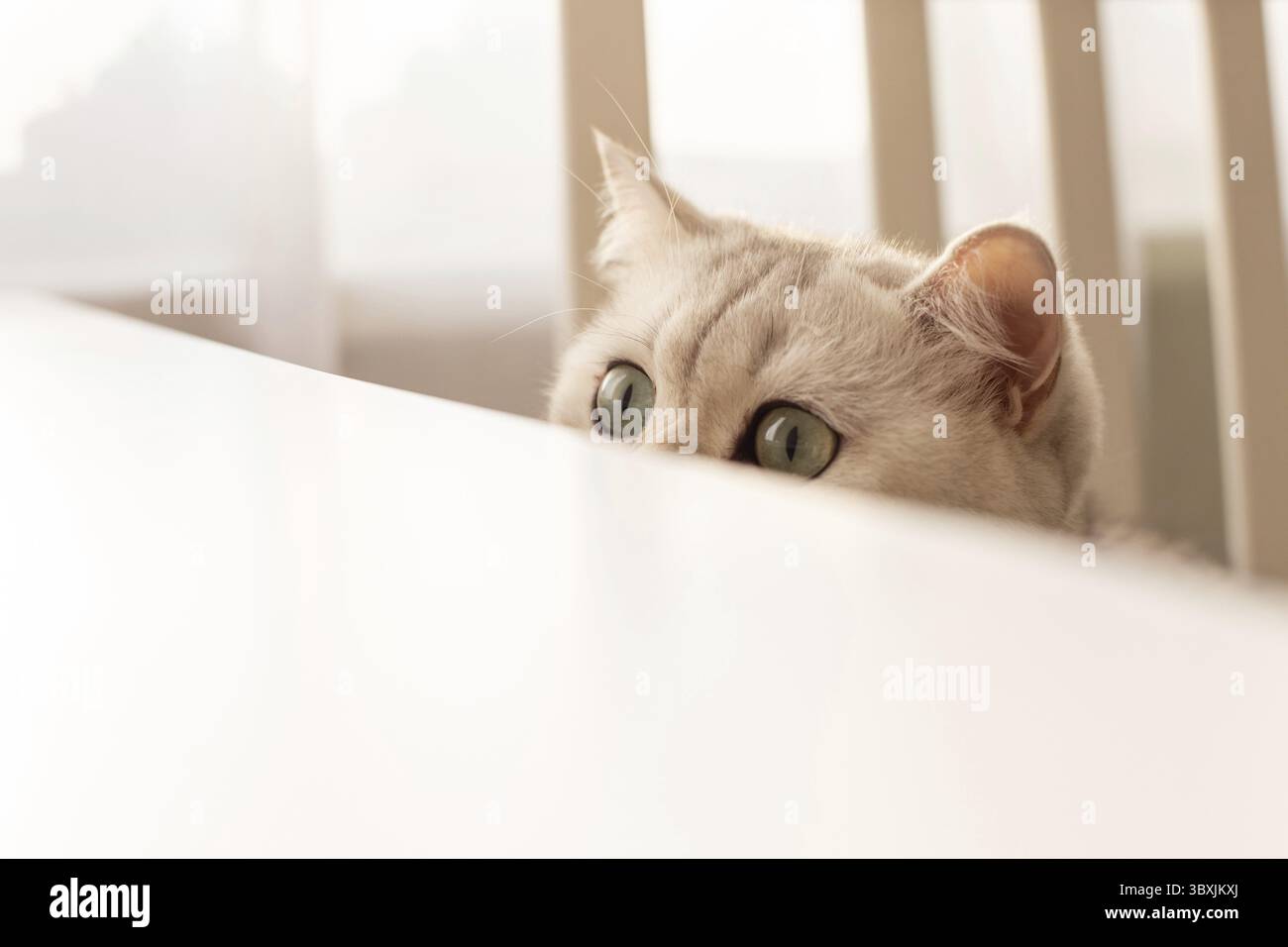 Curious white British cat peeks out from under a white table. Copy space Stock Photo