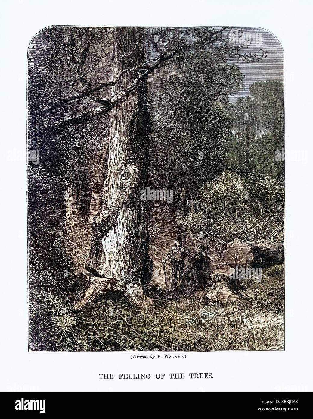 Lumberjack 19th century illustration hi-res stock photography and