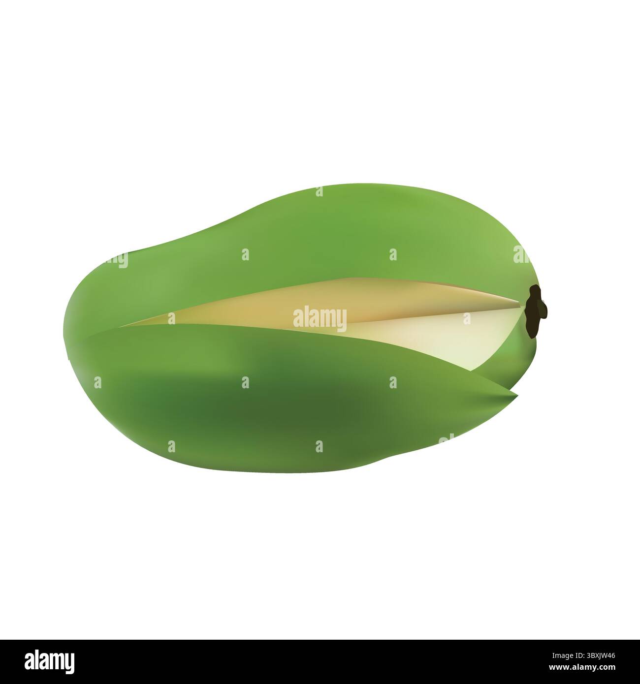 Mango Summer fruit, King of fruit illustration vector base drawing Stock Vector