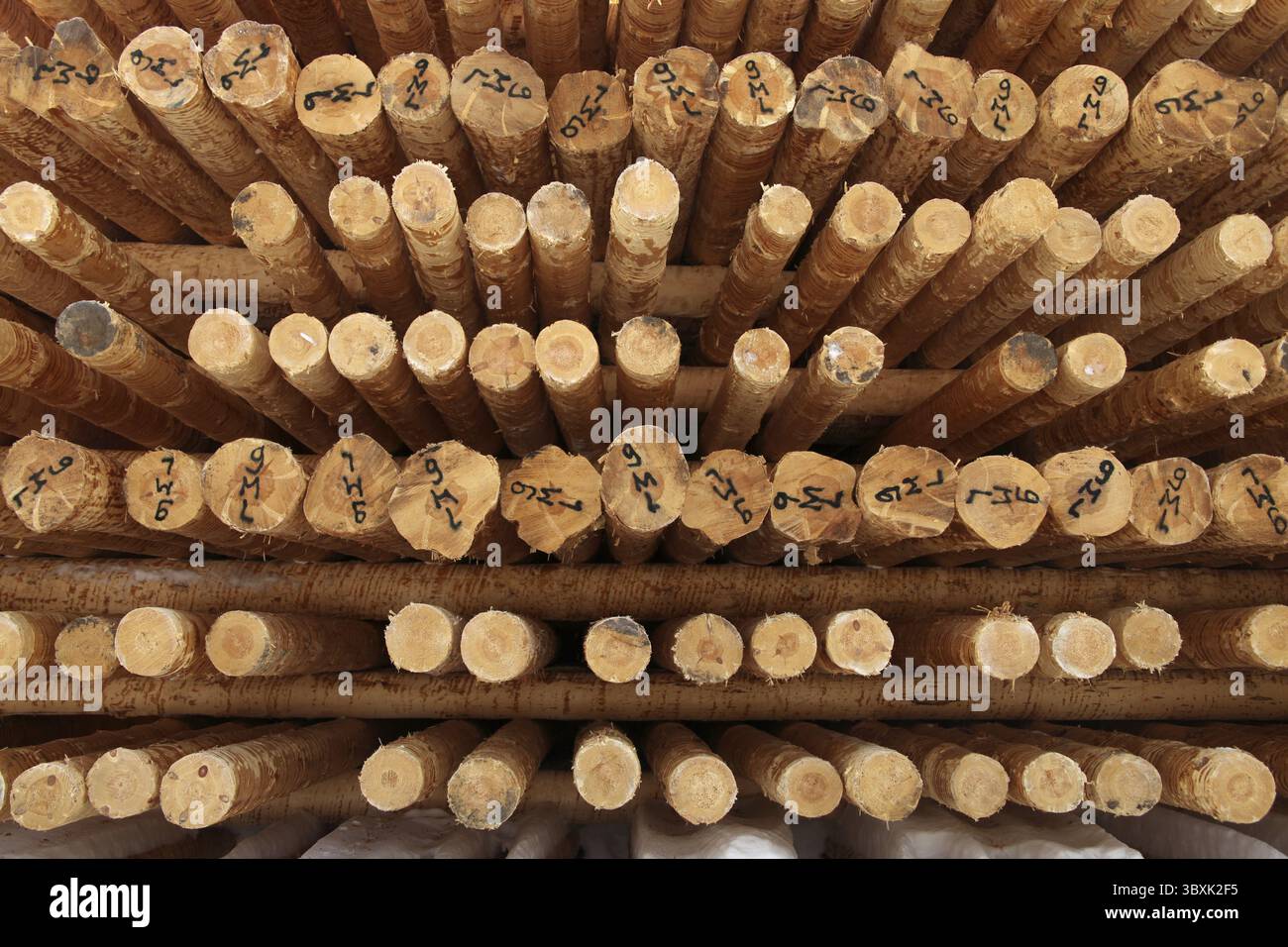 Rows of timber at a sawmill, a horizontal picture Stock Photo - Alamy