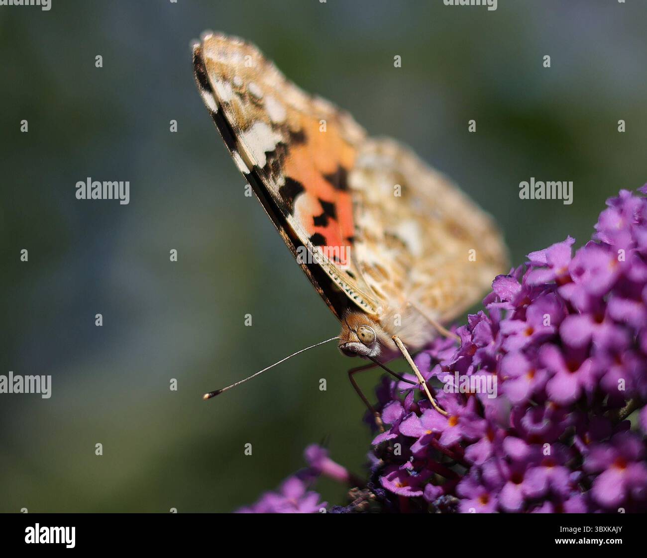18 07 2025 Insekten Und Tierwelt Im Garten Muenchen Im Bild 18072025 Insekten Und Tierwelt Im Garten Muenchen Im Bild Distelfalter Auf Sommerflieder 18 07 2025 Insects And Wildlife In The Garden In Munich In The Picture Thistle Butterfly On Summer Lilacs 3BXKAJY