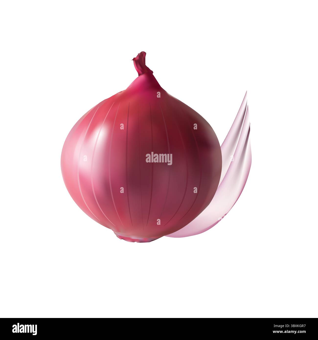 onion illustration vector drawing on white background vol 01 Stock Vector