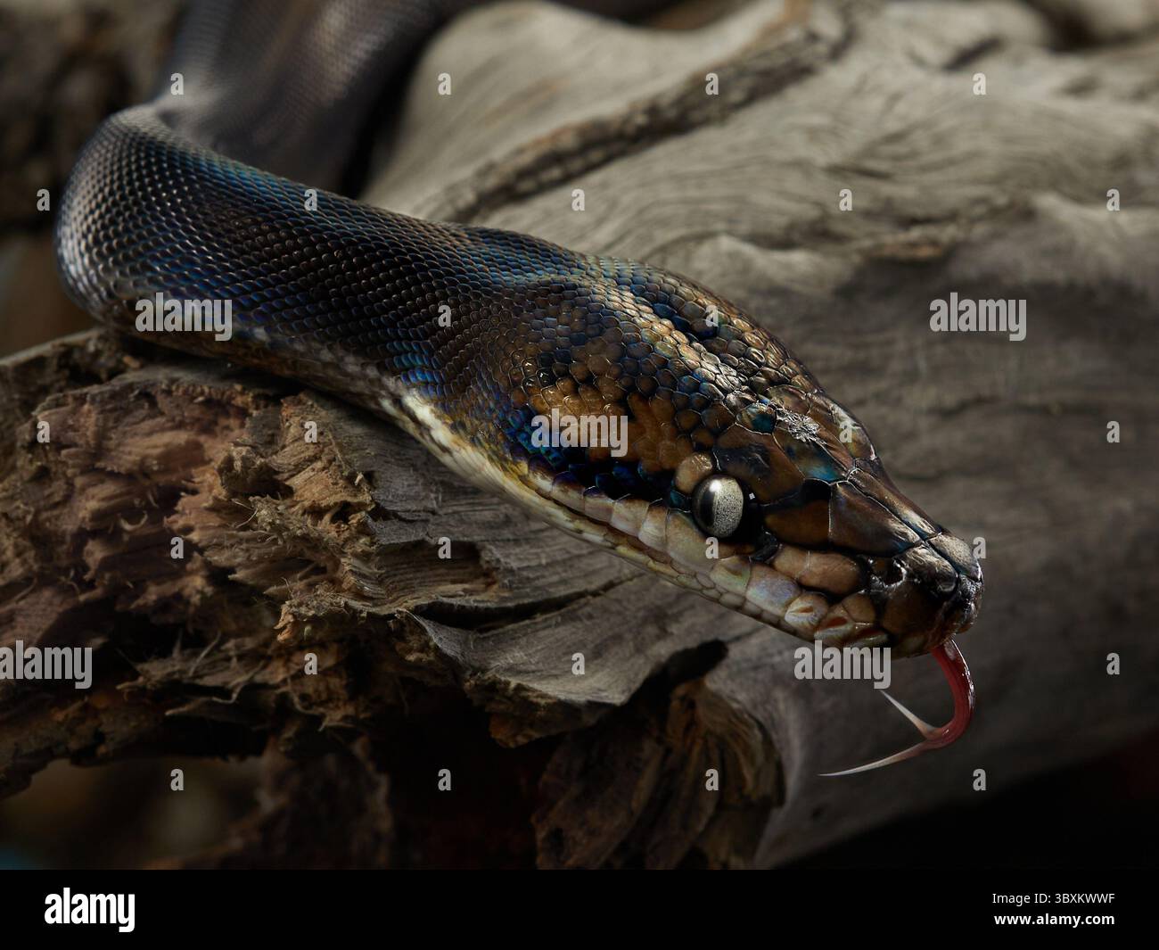 Drymarchon on the black background, fog. snake art  Stock Photo