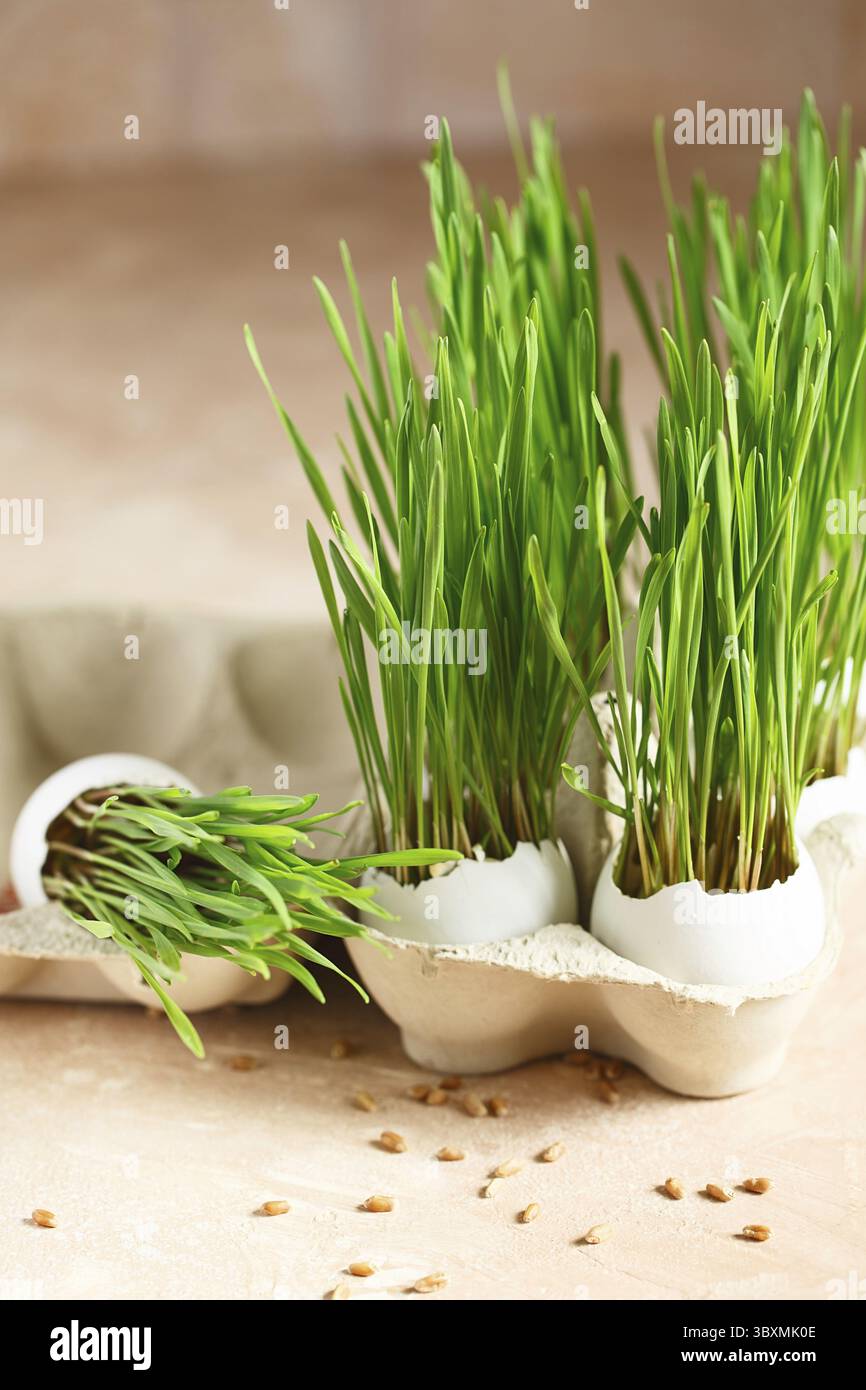 Green wheat sprouts in egg shells in a cardboard tray. Easter decorations. Easter egg. Spring composition. Natural Easter eggs with wheat grass. Styli Stock Photo