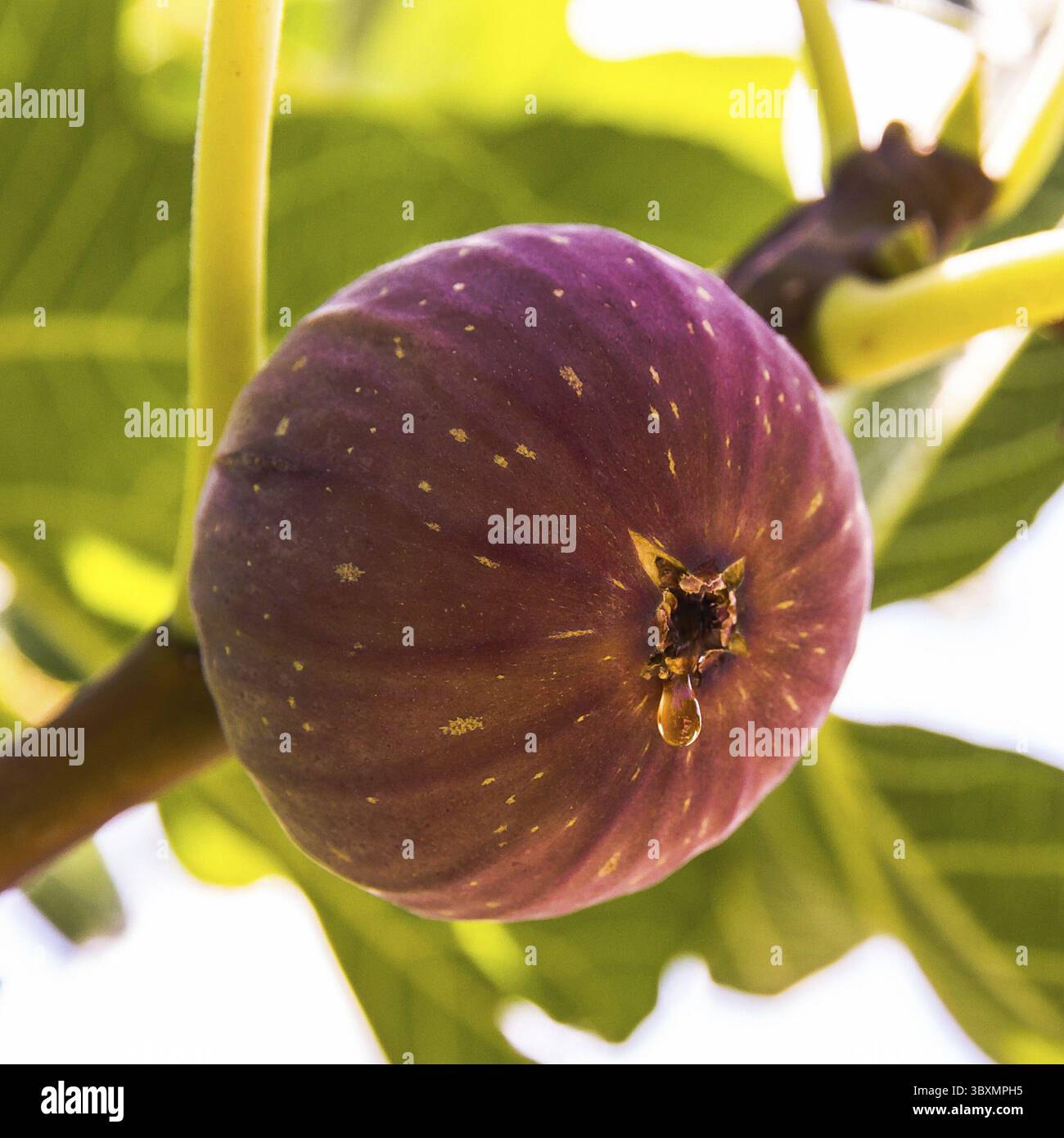 Dripping ripe fig on the tree, close up, soft focus Stock Photo
