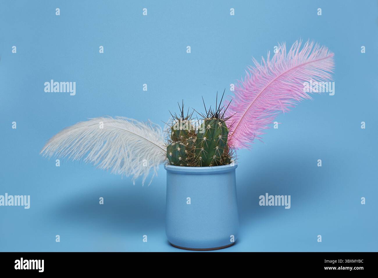 Green cactus and colored feathers in a blue pot on a blue background with a copy space Stock Photo