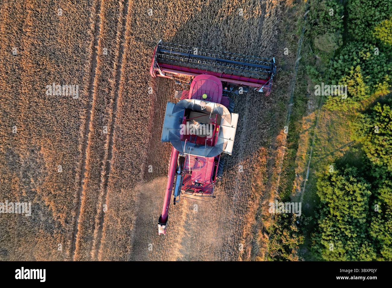 Melrose, UK. 18th July, 2025. Combine Harvester at work in fields on JSC Estate near to Melrose in the Scottish Borders, working into the darkness ahead of the forecasted rain over the next few days. A Case IH Axial-Flow 6160 Harvester being operated by Graeme Dodds ( Credit: Rob Gray/Alamy Live News Stock Photo