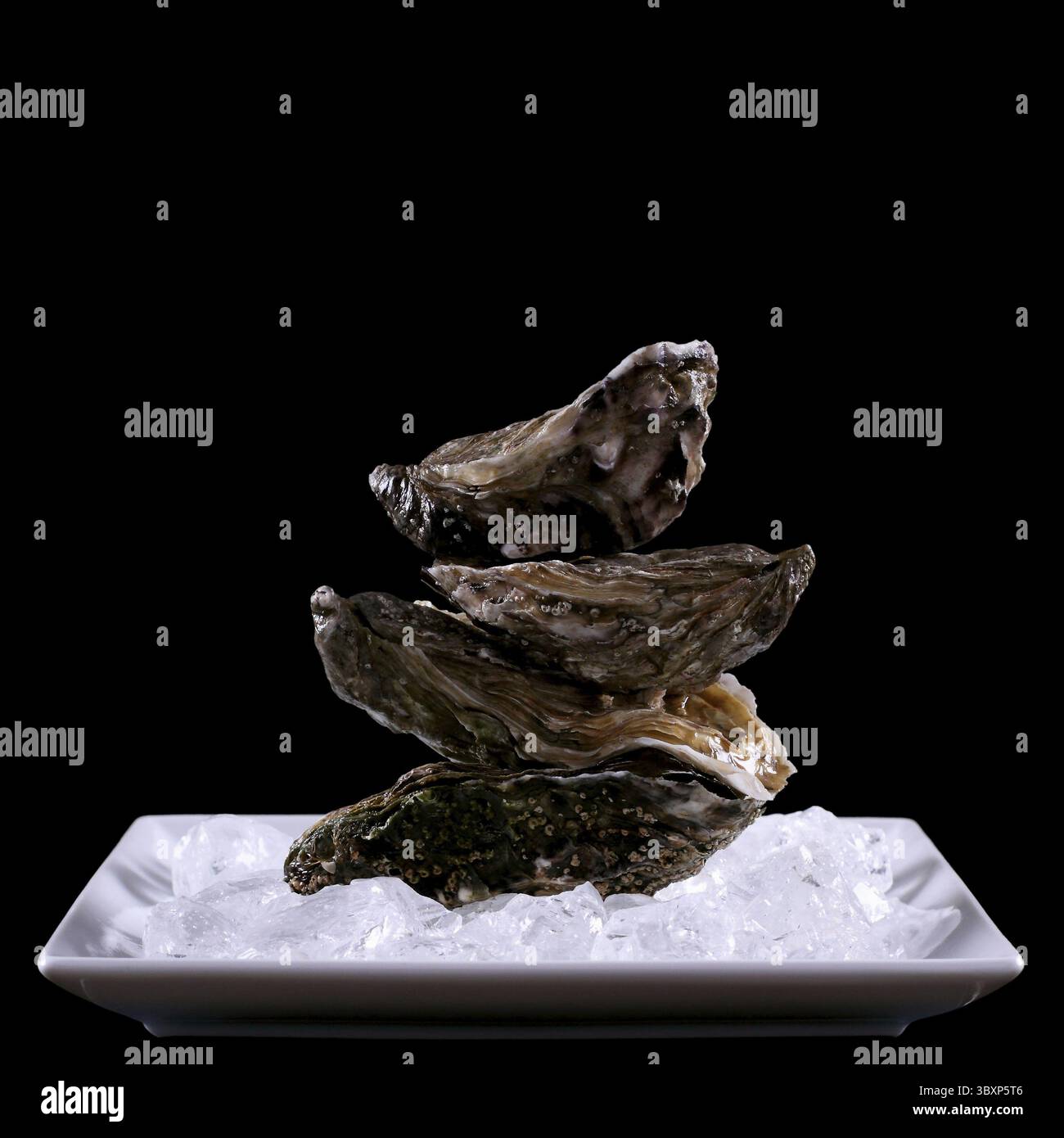 Four oyster shell on ice as balance stack, black isolated Stock Photo