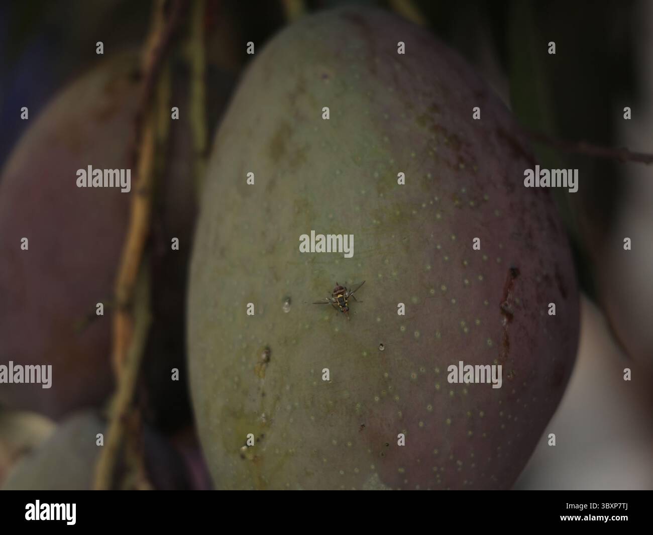 Wait Mango Mango harvesting plant hi-res stock photography and images - Alamy