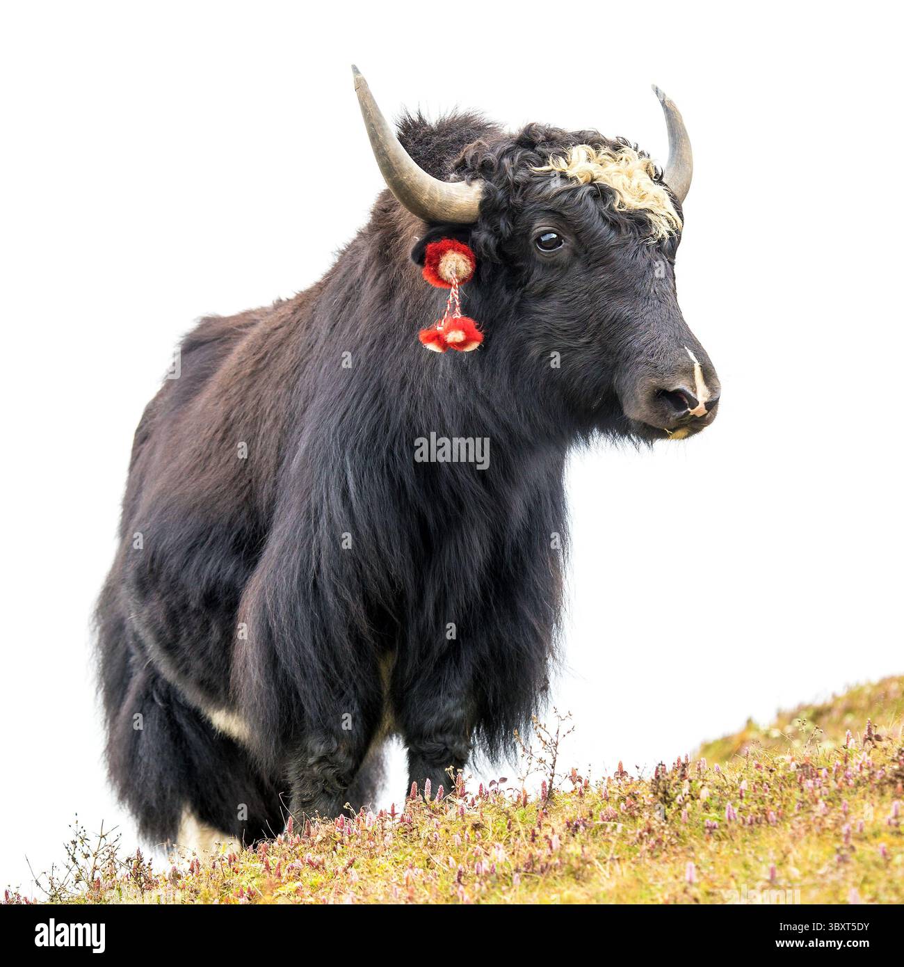 Bokira defloratsiya porno onlayn