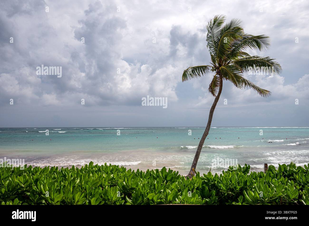 Lone palm tree blowing in the wind on a Mexican shoreline. Stock Photo