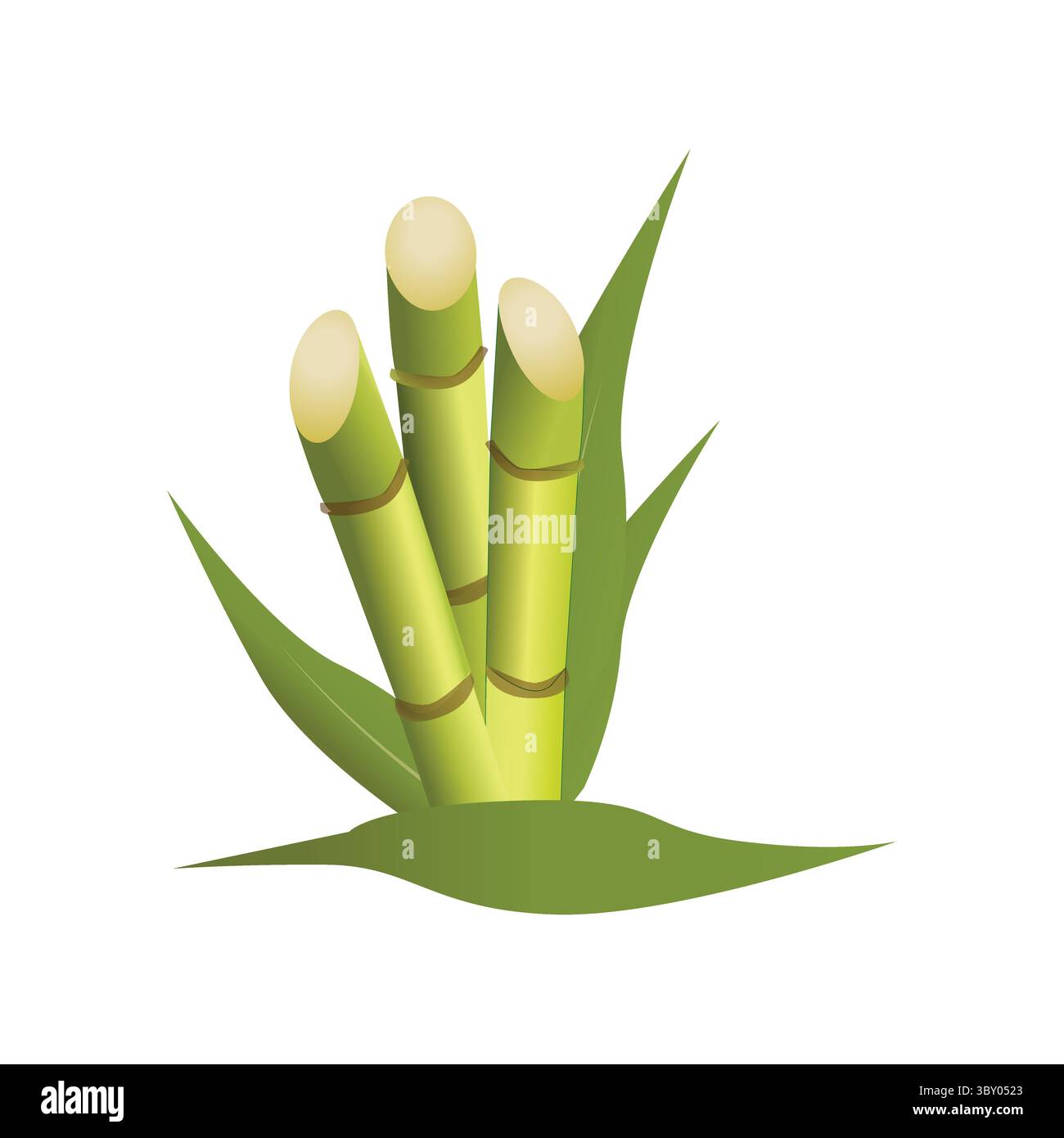 Sugarcane illustration vector-based drawing on white background Vol 01 Stock Vector