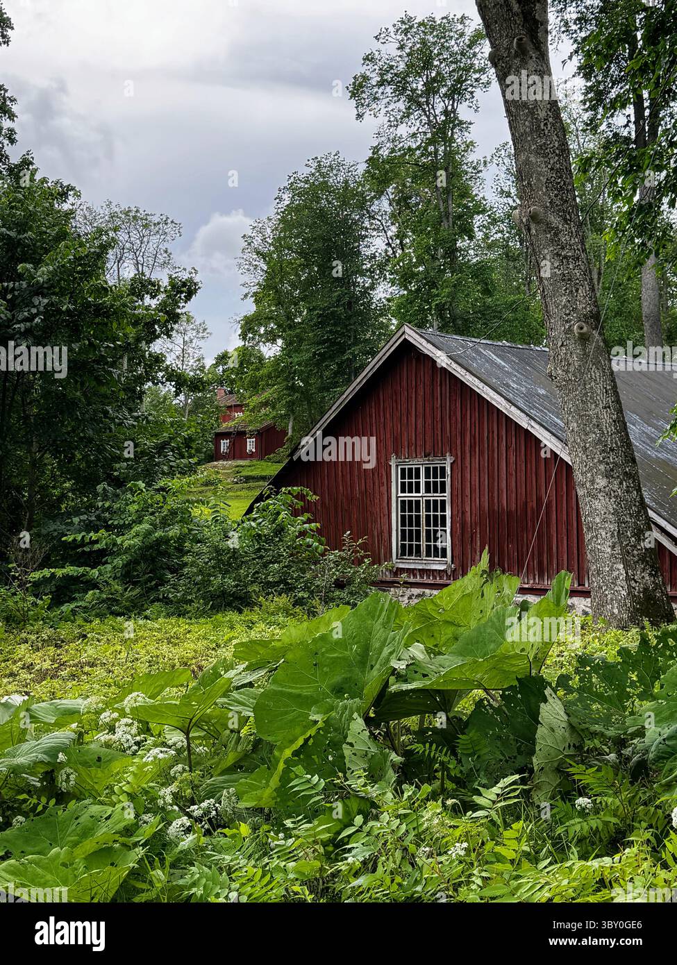 Fagervik, Finland: Traditional Finnish barn among trees, big green leaves in foreground, red building in summer landscape. - Smartphone Captured Stock Image