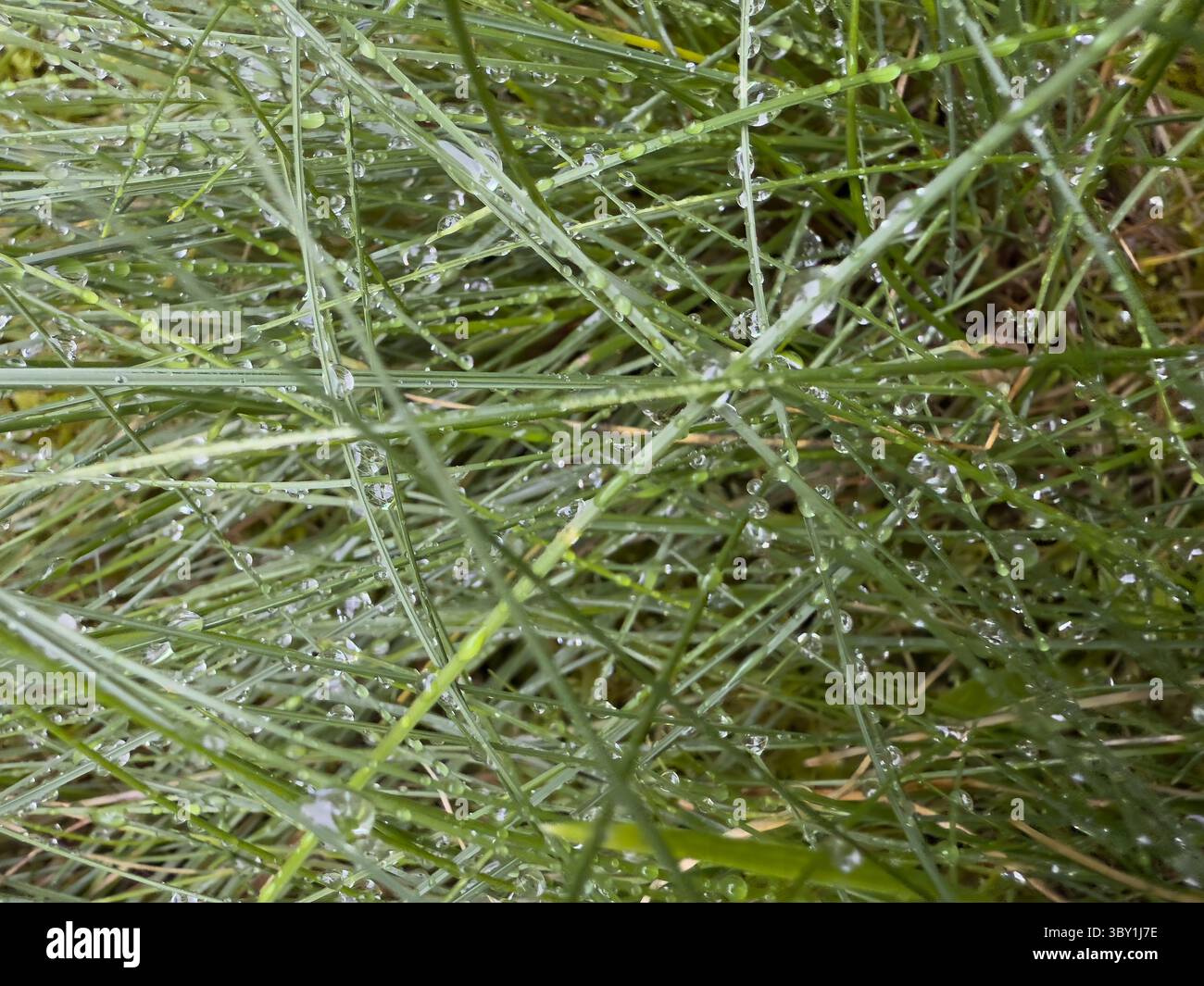 Close-up of dew-covered grass blades creating fresh green texture, ideal for nature backgrounds, eco packaging, wellness branding, environmental blogs - Smartphone Captured Stock Image