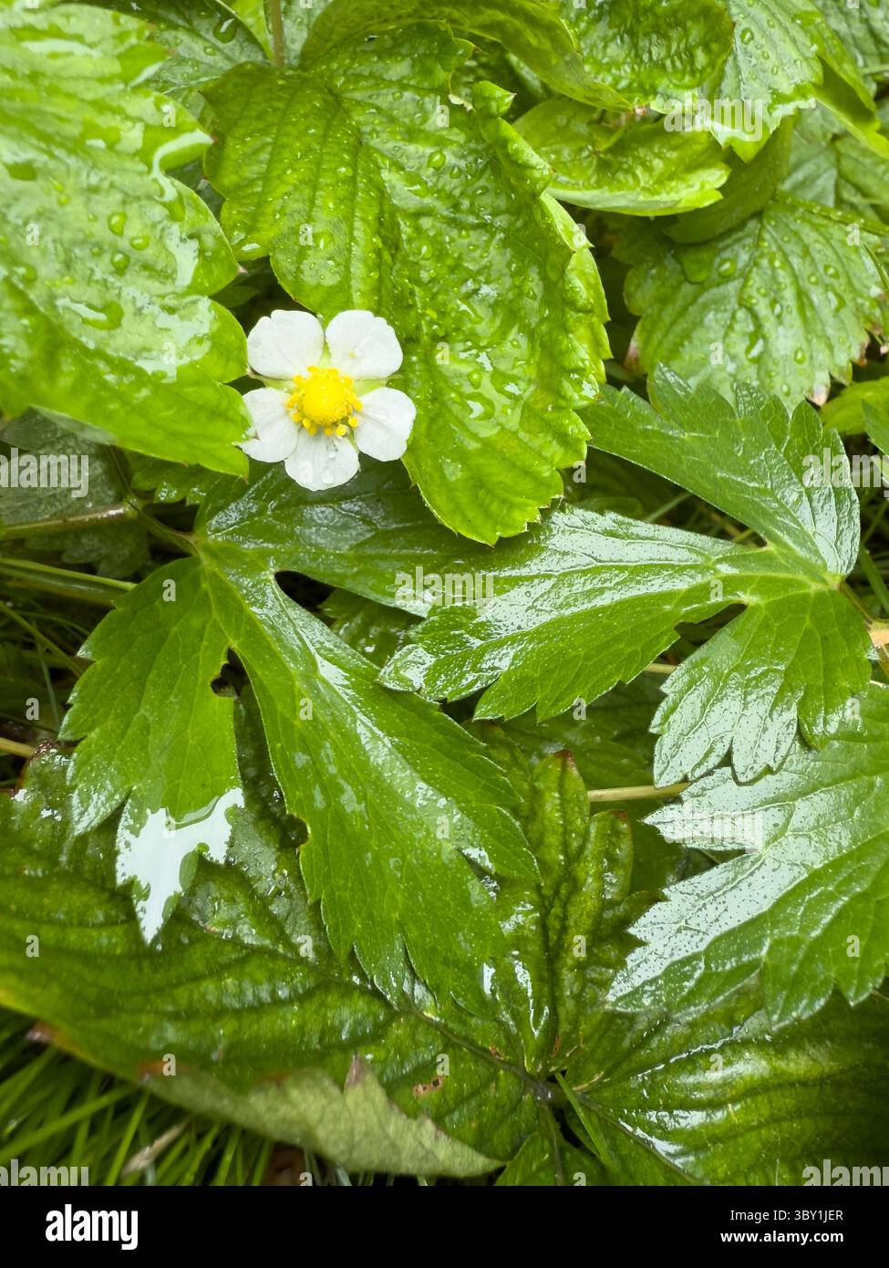 White flower with yellow center and water droplets on lush green foliage, ideal for wellness branding, nature blogs, organic design, eco packaging, se - Smartphone Captured Stock Image