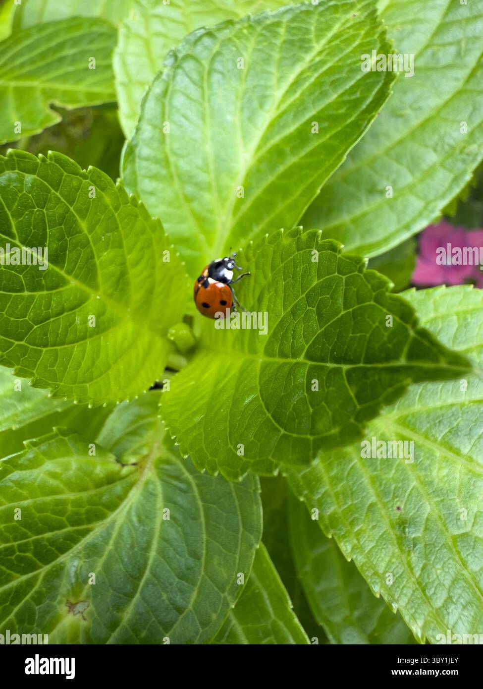 Ladybug crawling on vibrant green leaf in daylight, ideal for eco branding, garden visuals, nature blogs, educational content, organic design projects - Smartphone Captured Stock Image