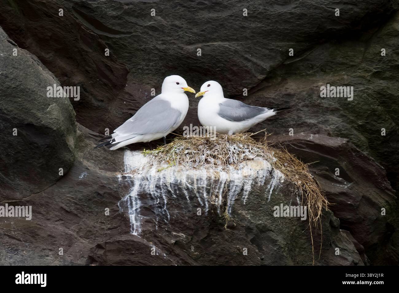 Black-legged Kittiwakes on a nest on Mainland Shetland Scotland Stock Photo