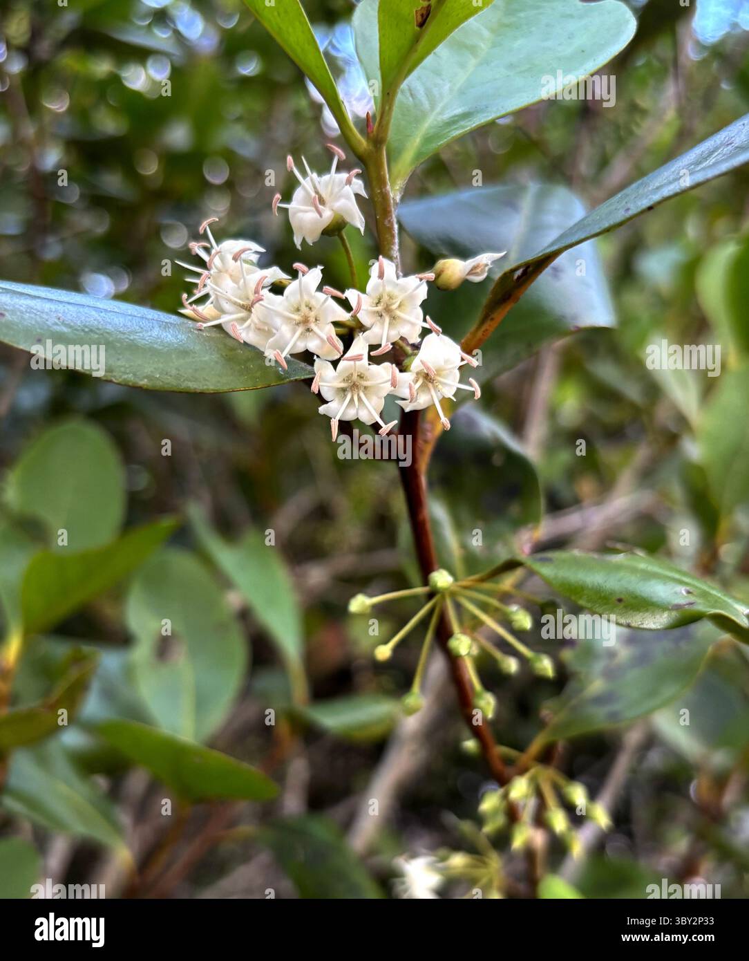 Flowers of Horned Mangrove (Aegiceras corniculatum), Cairns, Queensland, Australia. July 2025 - Smartphone Captured Stock Image