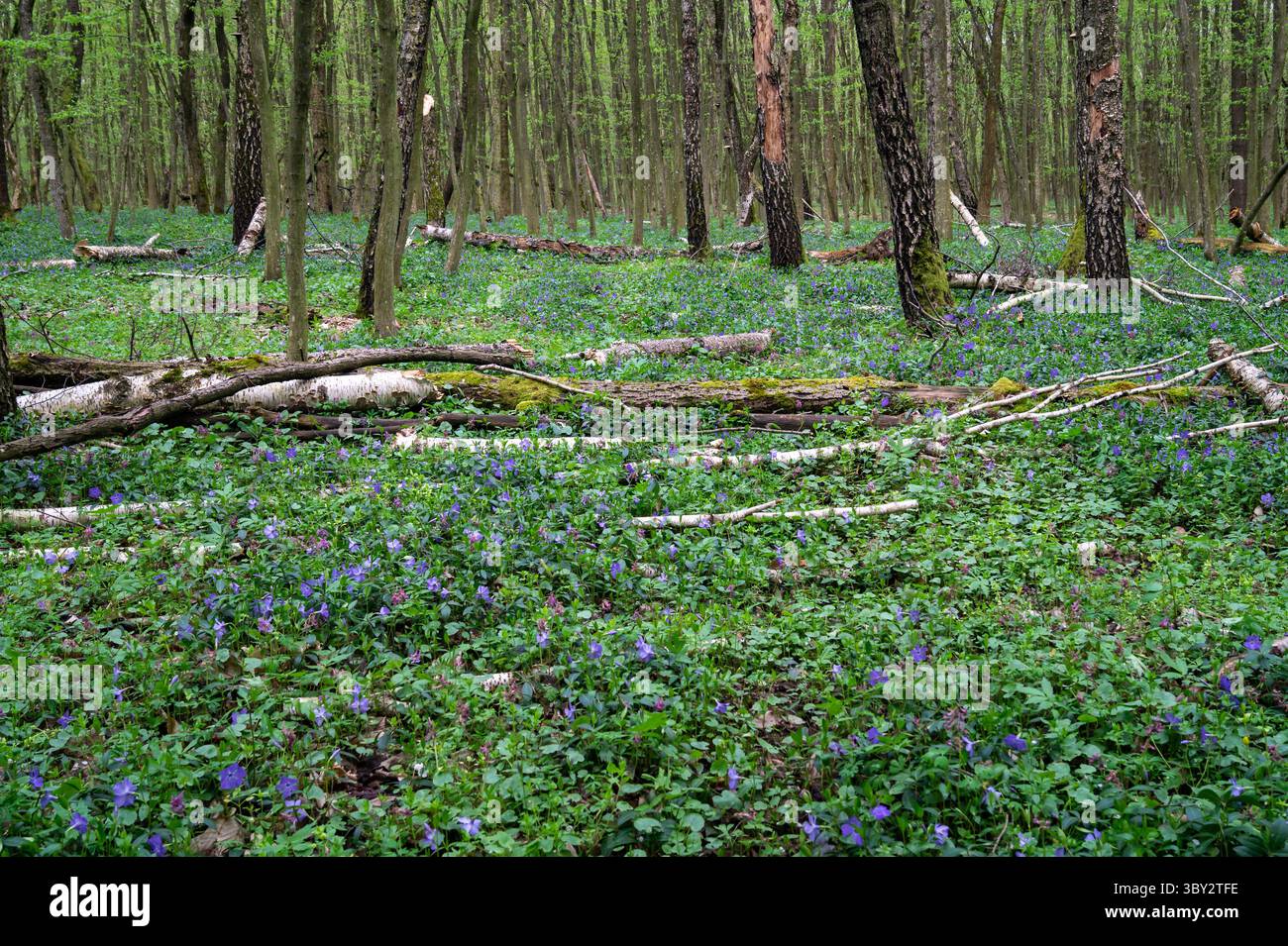 Serene forest meadow wildflowers hi-res stock photography and images ...