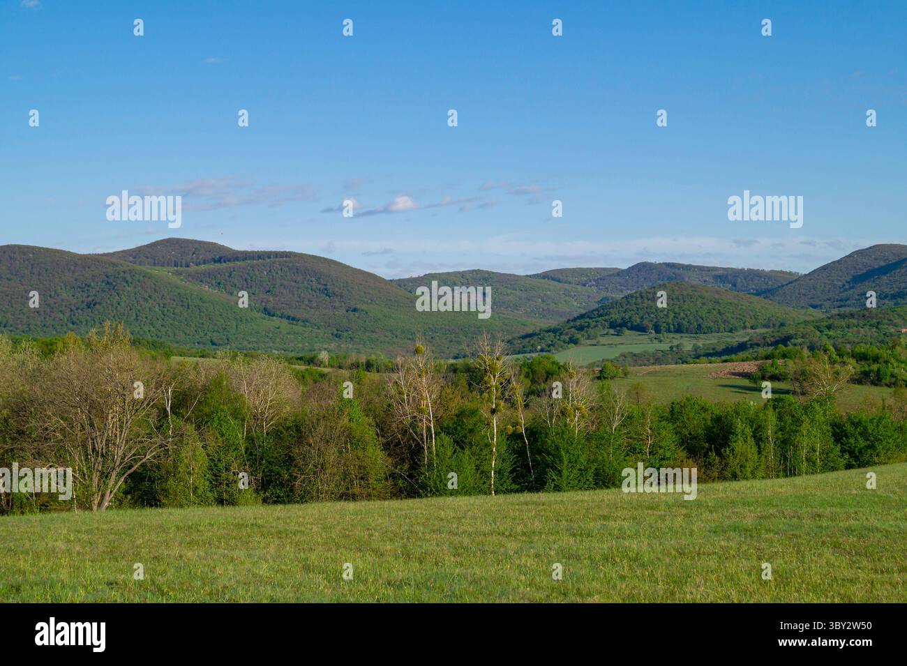 Lush greenery trees under clear hi res stock photography and images Alamy
