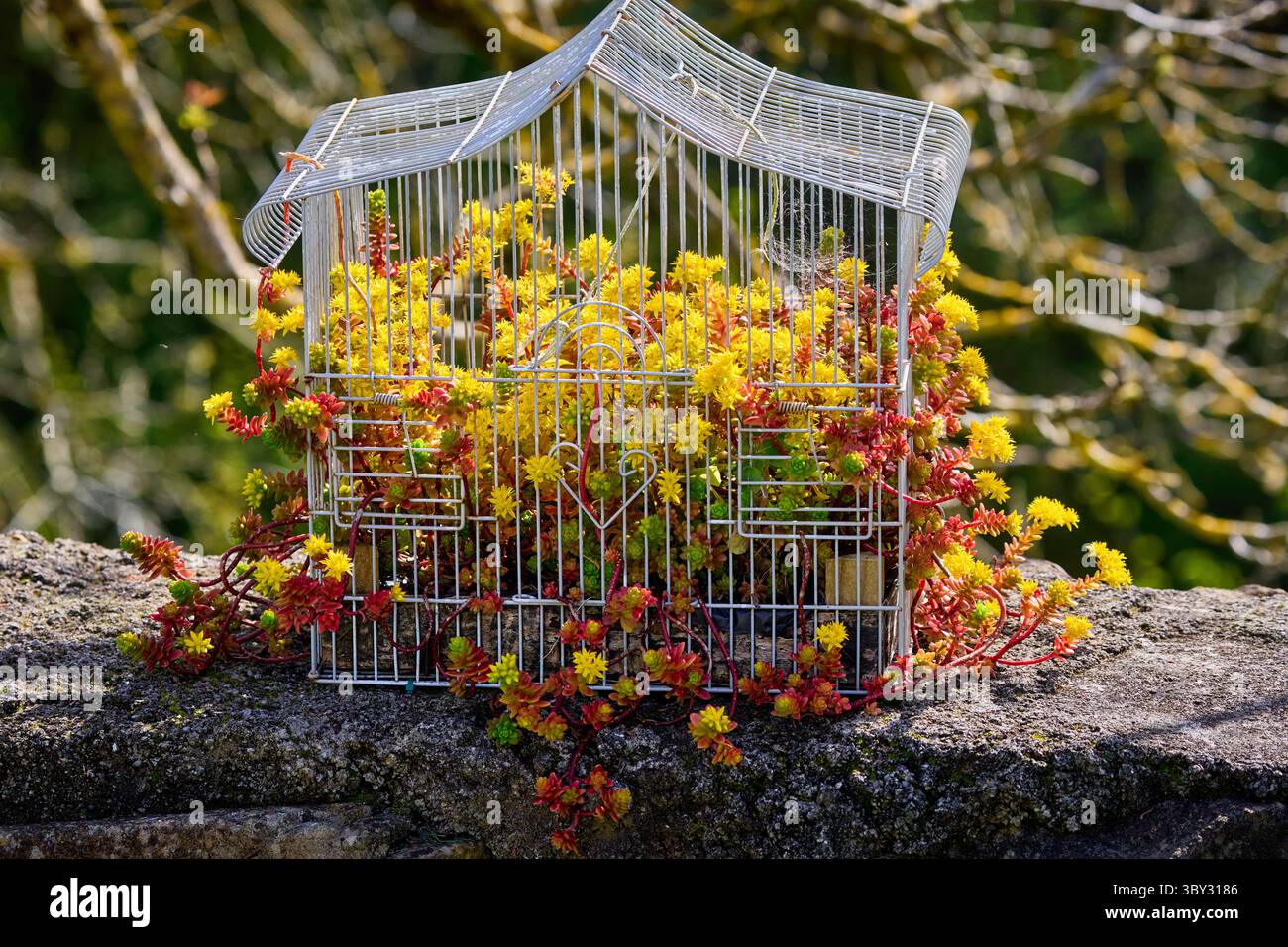 How to Plant Flowers in a Bird Cage: Creative Garden Ideas