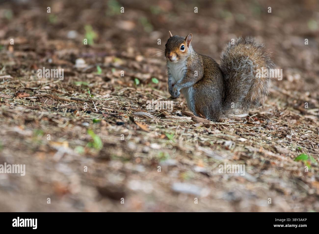 Cute eastern grey squirrel forages for food in autumn foilage Stock Photo