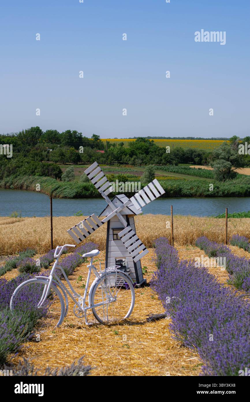 Lavender Field with White Windmill and Bicycle Stock Photo - Alamy