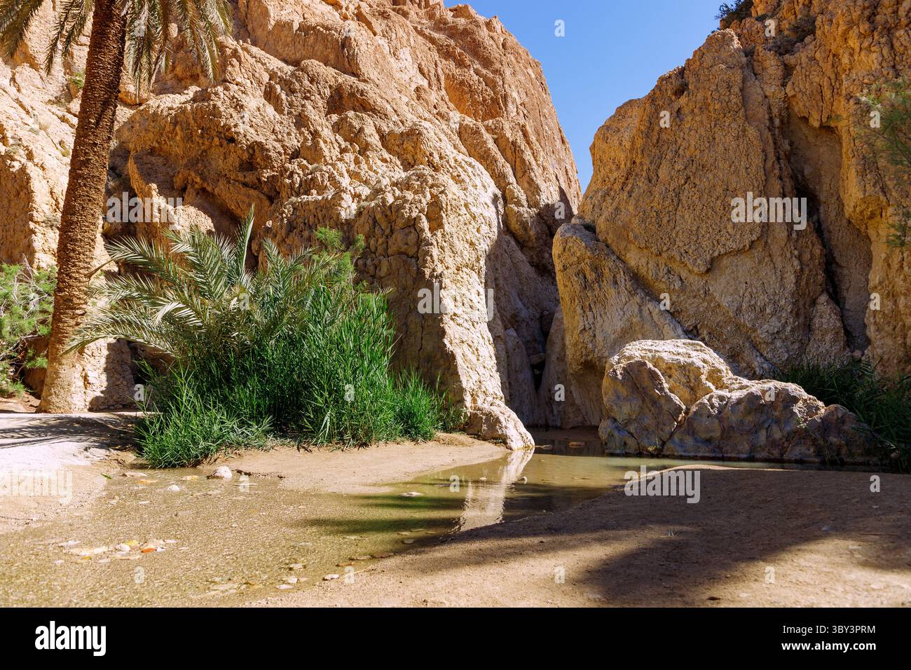Mountain oasis Chebika with spring gorge and palm tree in the Sahara ...