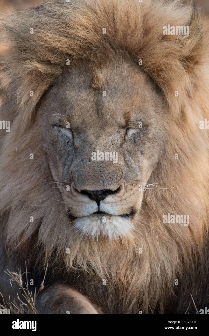 Male south african lion hi-res stock photography and images - Alamy
