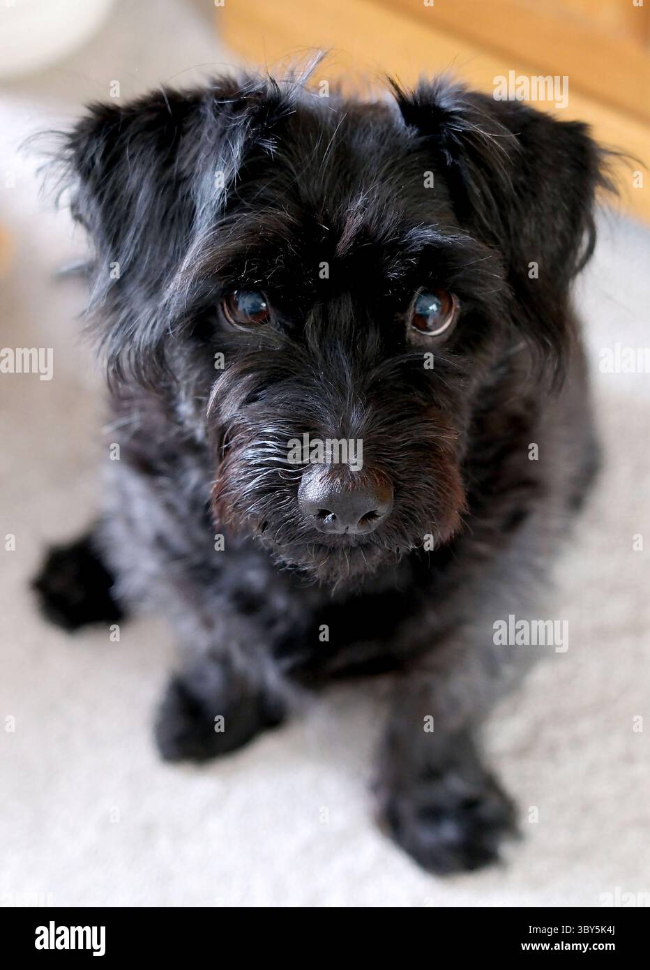 Black labradoodle Stock Photo